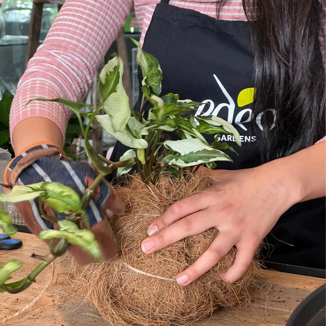 Urban Oasis Kokedama Medium
