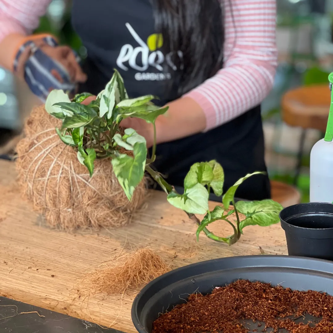 Urban Oasis Kokedama Medium