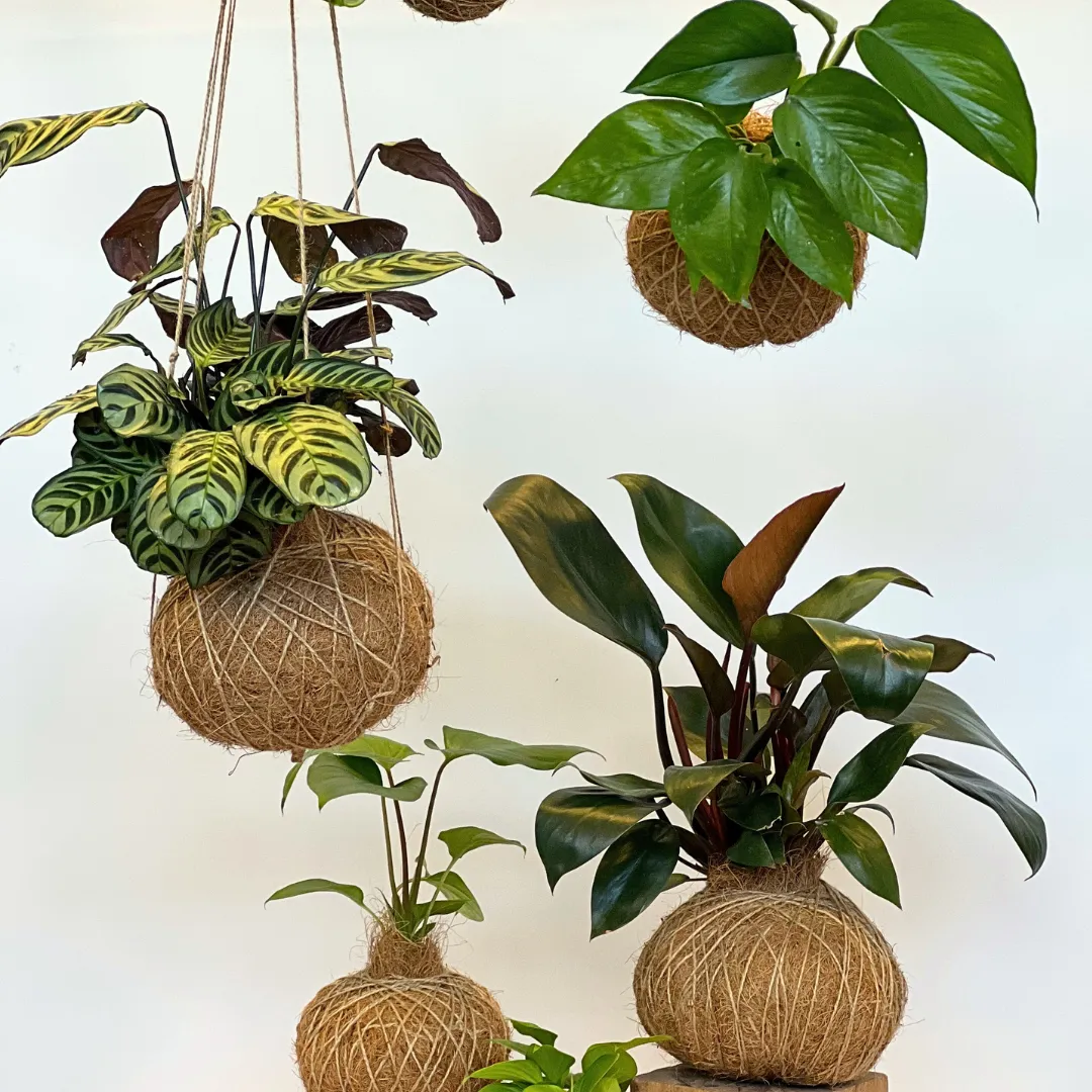 Urban Oasis Kokedama Medium