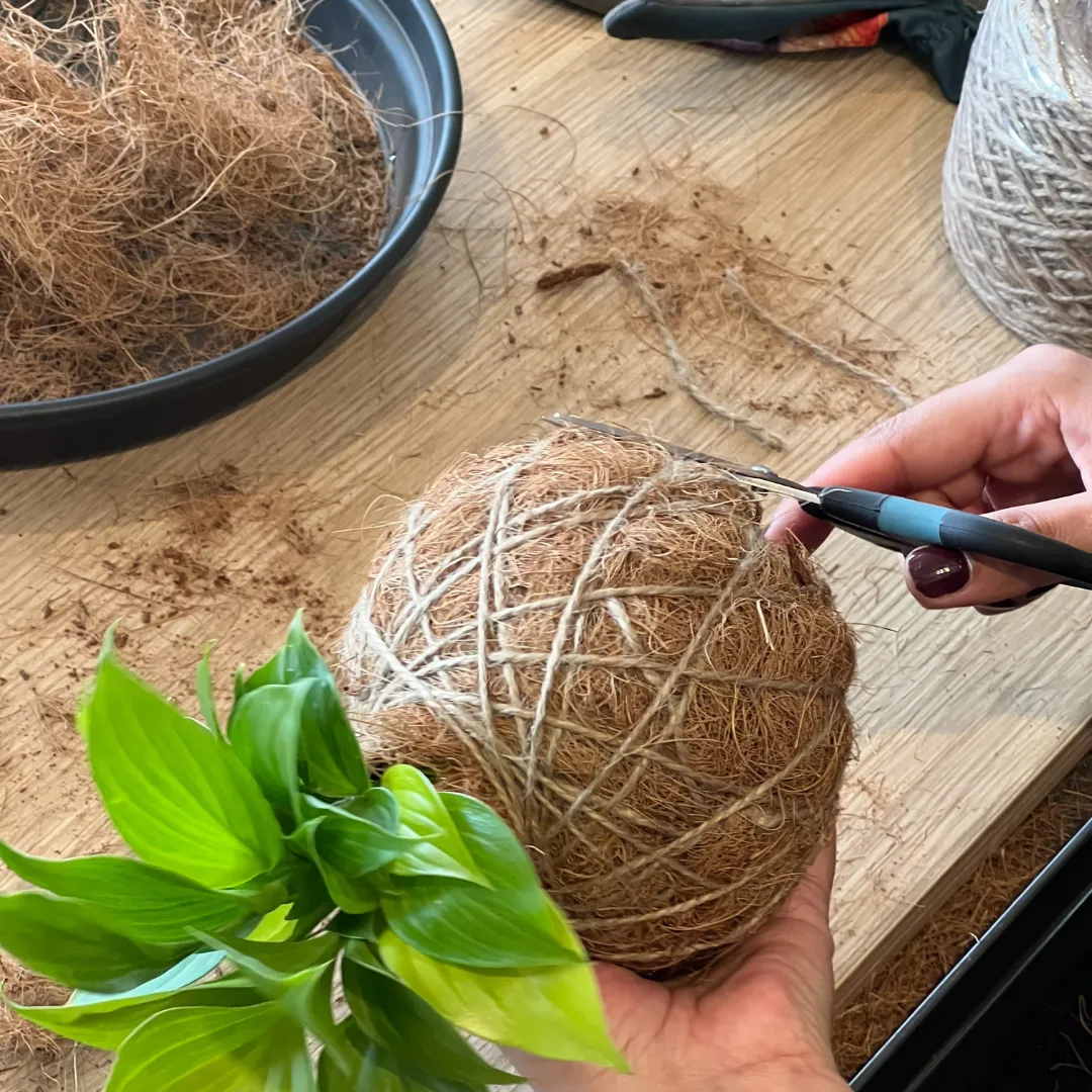 Urban Oasis Kokedama Medium