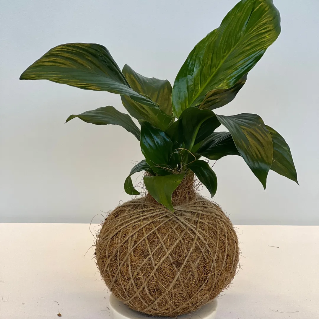 Urban Oasis Kokedama Medium