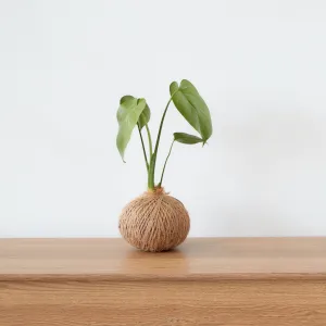Urban Oasis Kokedama Medium